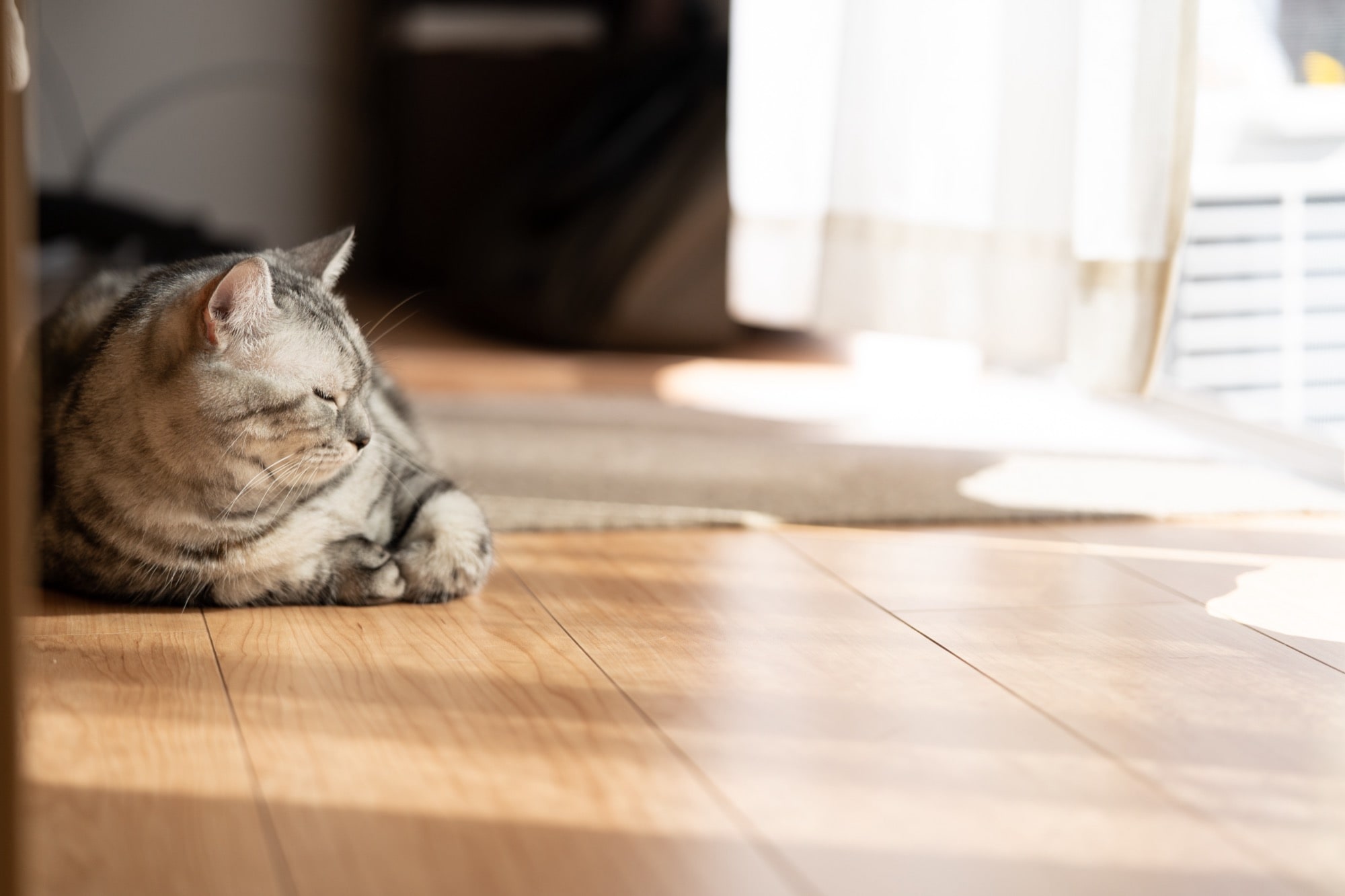 ペットも家族も楽しく快適に暮らす♪家づくりアイデア 画像